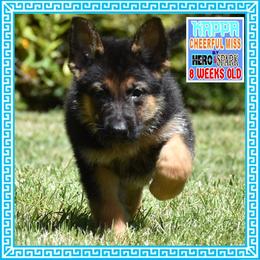 KAPPA - Black and tan female German Shepherd puppy in Murrieta, California from Diamond Oaks German Shepherds