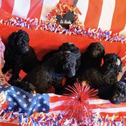 Poodles from La Marka