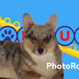 Joker - Pembroke Welsh Corgi