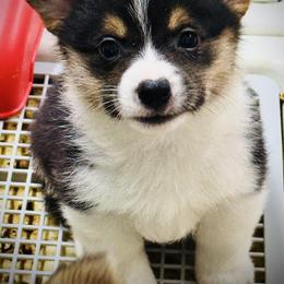 AKC Rollo, natural long tail - Black and tan male Pembroke Welsh Corgi puppy in Taylorsville, North Carolina from Mill Creek’s Pembroke Welsh Corgis and French Bulldogs