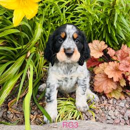RG3 - Tri-Roan female English Springer Spaniel puppy in Britton, South Dakota from K&S Canines