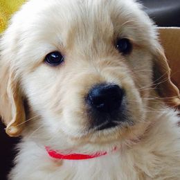 Golden Retrievers and Labrador Retrievers from Bluemittn Retrievers