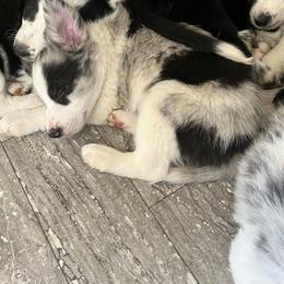 Border Collie Puppies from Roaring River Border Collies