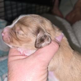 Cream dapple piebald - Cream male Dachshund puppy in Port Charlotte, Florida from Vicki's Dachshund Crossing