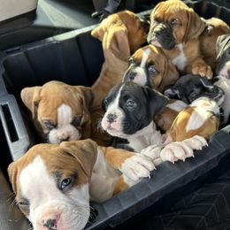 Boxer Puppies from Nala’s Pride