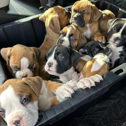 Boxer Puppies from Nala’s Pride