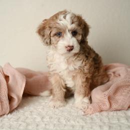 Sparkler - Red merle female Aussiedoodle puppy in Lincoln, California from Frenchie LOVE and Doodles