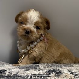 Goldilocks - Gold and white female Shih Tzu puppy in Covington, Georgia from Top Hats 2  Shih Tzu’s