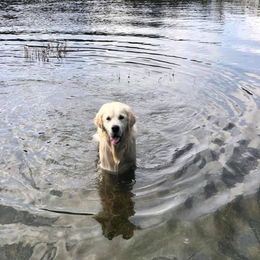 Golden Retrievers from Night Sky Golden