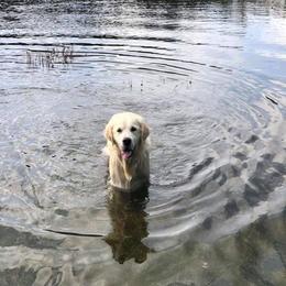 Golden Retrievers from Night Sky Golden
