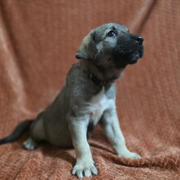 Sage - Fawn female Anatolian Shepherd Dog puppy in Drop Off To You, Florida from Florida Anatolian Shepherds