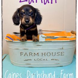Zariah - Black and cream female Dachshund puppy in Cincinnati, Ohio from Caines Dachshund Farm
