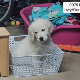 Lacy girl 0978 - Light golden female Golden Retriever puppy in Niles, Michigan from Family Raised Goldens