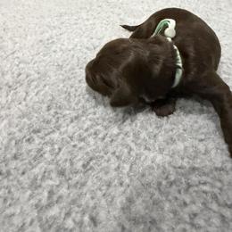 Mint Girl - Chocolate female Australian Labradoodle puppy in West Union, South Carolina from Golden Corner Labradoodles, LLC