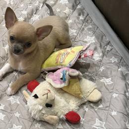 Dusty - Blue fawn male Chihuahua puppy in East Syracuse, New York from Blissful’s Chihuahuas