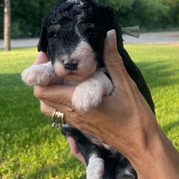 Laken - Tri-color female Bernedoodle puppy in Millsap, Texas from Gaston’s Posh Poodles and Doodles