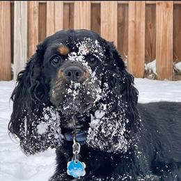 Cocker Spaniel Puppies from Fleur de Lis Cockers- Cuchna Cockers