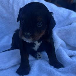 Girl 1 - Tri-color female Bernedoodle puppy in Los Angeles, California from Bernied00dle Love