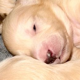 Female - Cream female Dachshund puppy in Tahlequah, Oklahoma from Love Some Dogs Dachshunds & Cavalier King Charles Spaniels,Cavapoos