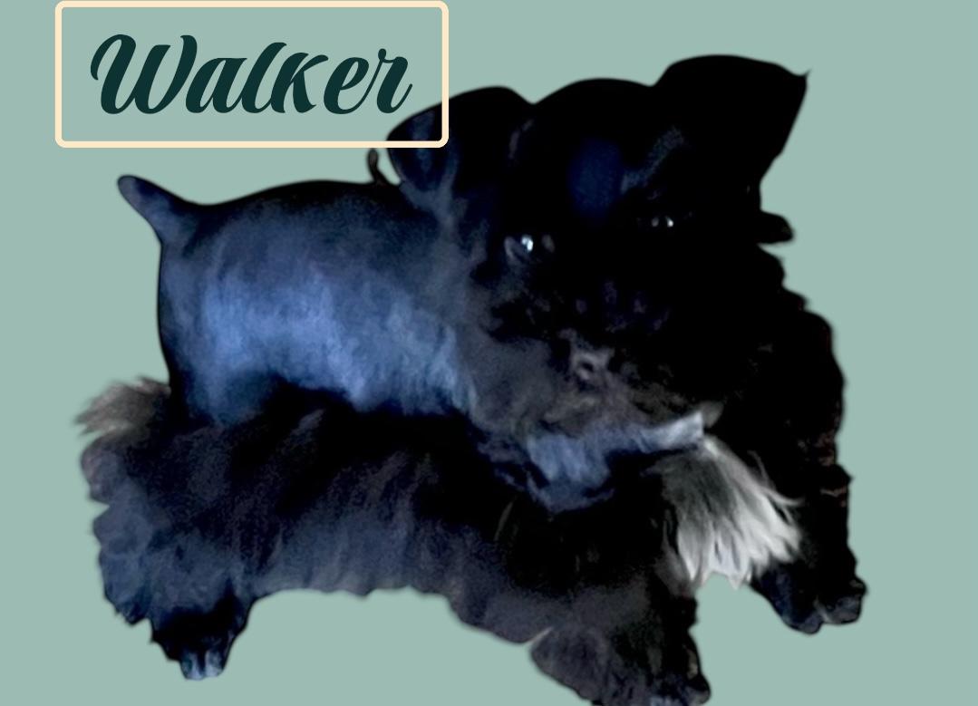 Walker