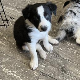 Border Collie Puppies from Roaring River Border Collies