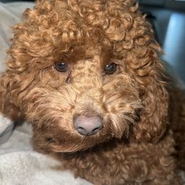 Poodle All Grown Up from Toy.poodlesss