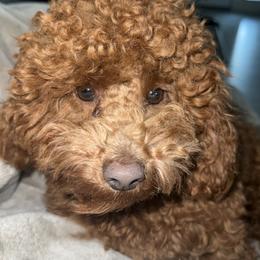 Poodle All Grown Up from Toy.poodlesss