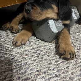 Rottweiler Puppies from CG Rottweilers