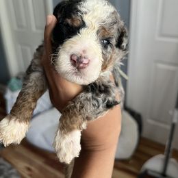 Bernedoodle, Cockapoo, and Goldendoodle Puppies from Danie’s Darling Doodles LLC