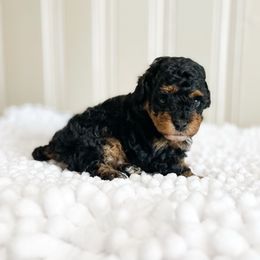 Winnie - Phantom female Poodle puppy in Chapel Hill, North Carolina from Cyndi’s Poodles