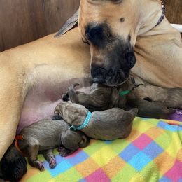 Great Dane Puppies from Paxton Great Danes
