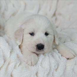 Boy 1 Red - White male Great Pyrenees puppy in Yakima, Washington from Naches Heights Ranch