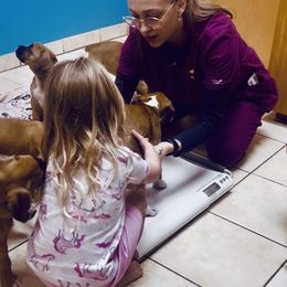 Boxer - Fawn female Boxer puppy in Apopka, Florida from Boxer Puppies