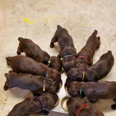 Boykin Spaniels from Waddell-Kennels