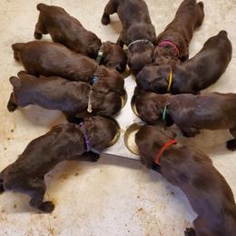 Boykin Spaniels from Waddell-Kennels