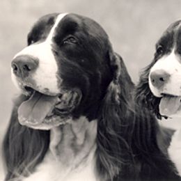 English Springer Spaniel All Grown Up from Kytra's Kennels