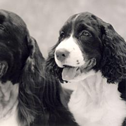 English Springer Spaniel All Grown Up from Kytra's Kennels