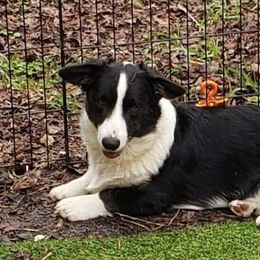 Max - Cardigan Welsh Corgi