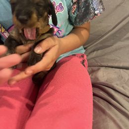 Dachshund Puppies from Scottland Ranch Dachshunds