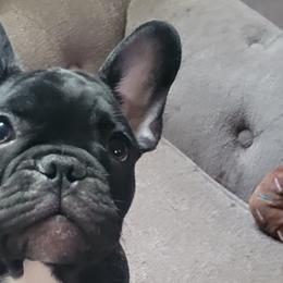 Burger jr - Brindle and white French Bulldog puppy in Ocala, Florida from Southern Classic French Bulldog of Florida