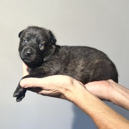 Dutch Shepherd Puppies from Monadnock Dutch Shepherds