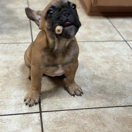 French Bulldog Puppies from Fonzerelli’s Frenchies