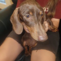 Hershey - Chocolate and tan female Dachshund puppy in Randolph, Texas from Spindle's Little Treasures