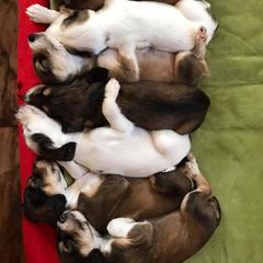 Saluki and Whippet Puppies from Aeolus Salukis & Whippets