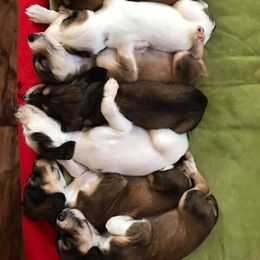 Saluki and Whippet Puppies from Aeolus Salukis & Whippets
