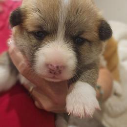 Alys - Red female Pembroke Welsh Corgi puppy in Corvallis, Montana from Montana Corgi Corral