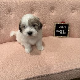 Dolly - White Coton de Tulear puppy in Surprise, Arizona from Lizzy’s Tribe