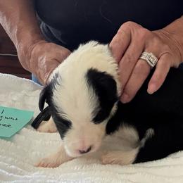 JXL girl 1 - Black and white female Border Collie puppy in Apple Valley, California from Flying S Ranch Border Collies