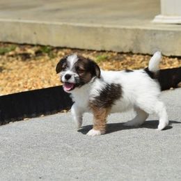 Edy Girl 1 - White and tan female Russell Terrier puppy in Middletown, Virginia from DBF Russell Terriers