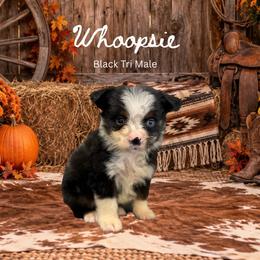 Whoopsie - Black tri male Miniature Australian Shepherd puppy in Oronogo, Missouri from Dutton's Show Me Farms